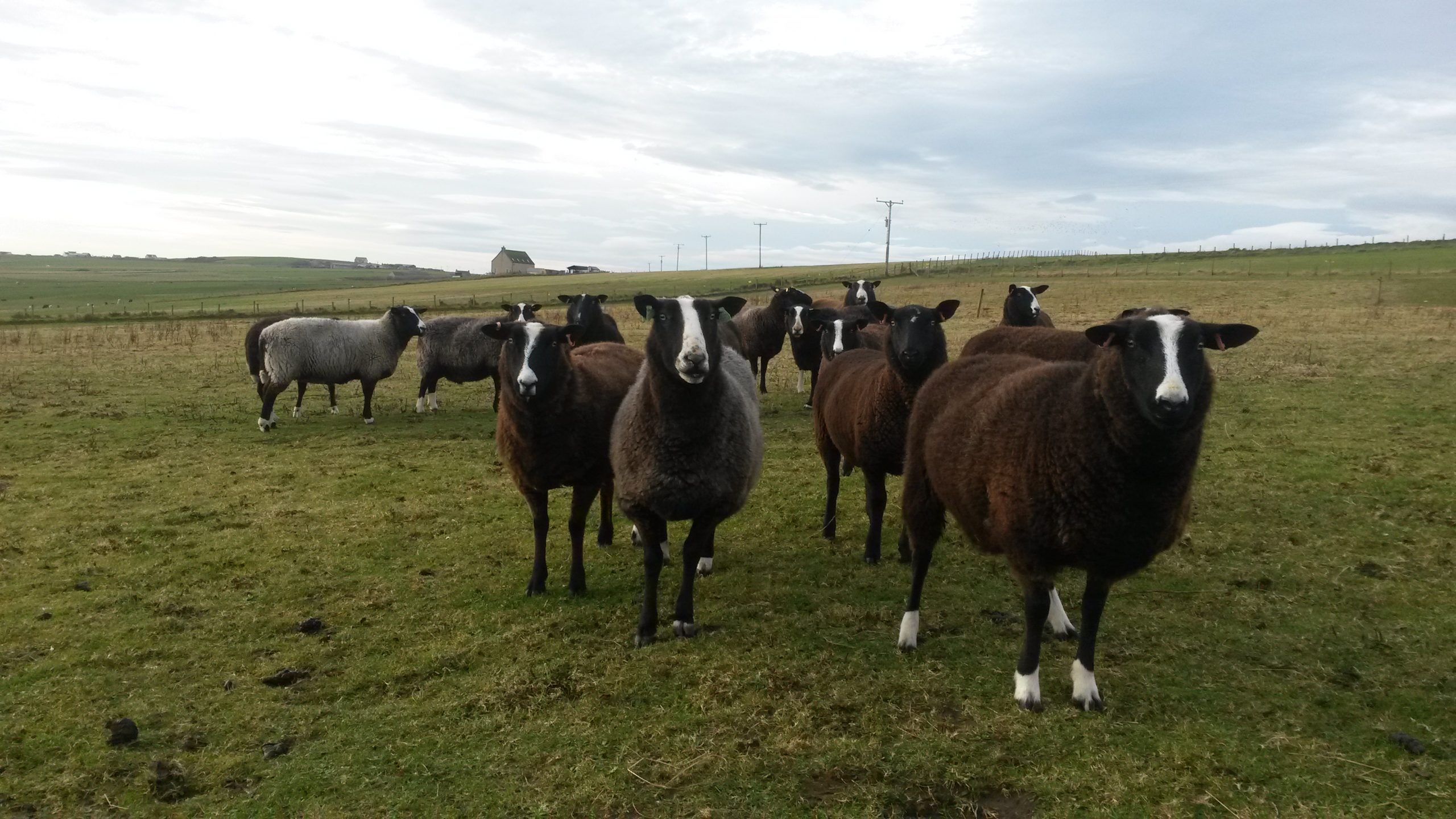 Orkney Tweed